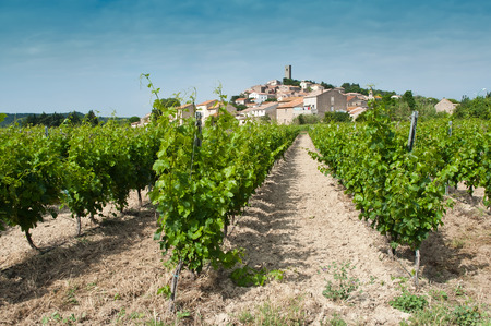 closeup of vine in a vineyard in Montady - Franceの写真素材