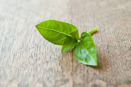 closeup of basil leaves on wooden table backgroundの写真素材