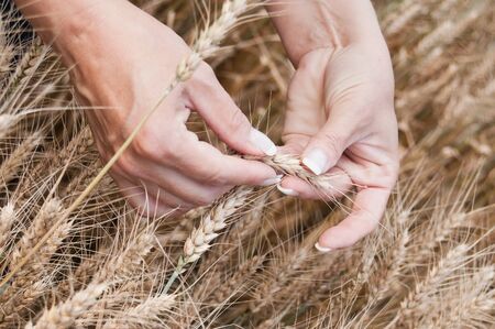 retail of hand of woman on a wheat field