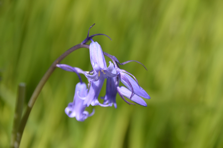 closeup of wild hyacinth in scotlandの写真素材
