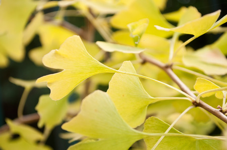 closeup of ginkgo biloba autumnal leavesの写真素材