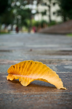 closeup of autumnal  chestnut   leaf in urban parkの写真素材