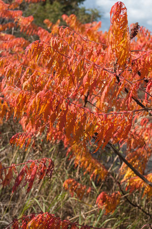 retail of abstract autumnal leaves