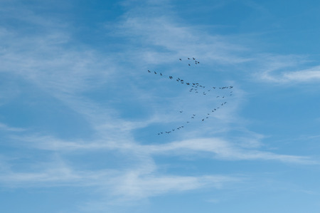 migratory birds in the sky on V-shapingの写真素材