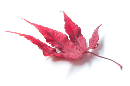 closeup of red japanese maple tree leaf on white background