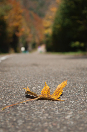 closeup of autumnal maple  leaf on the roadの写真素材