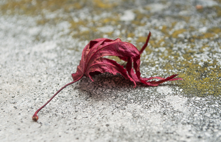 closeup of red japanese maple tree leaf on stoned backgroundの写真素材