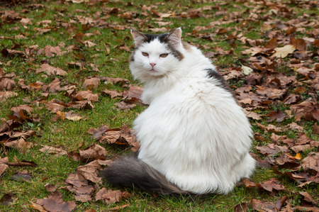 Long hair cat in a gardenの写真素材