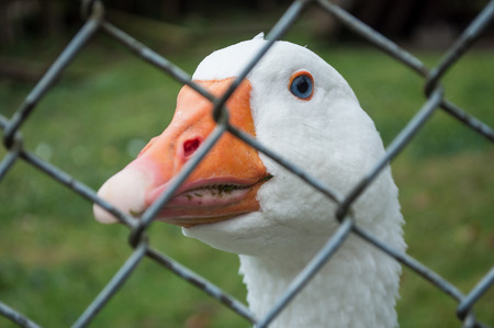 portrait ok sad goose in farm shut in Behind a fenceの写真素材