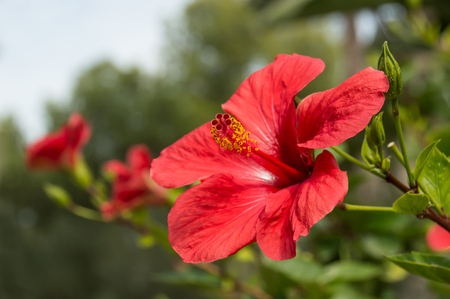 closeup of red hibiscus in a gardenの写真素材