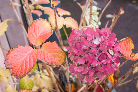 closeup of hortensia in autumnの写真素材