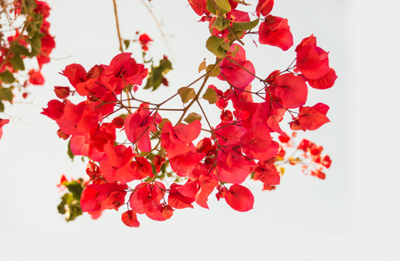 closeup of branch of bougainvillea on white backgroundの写真素材