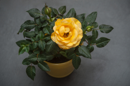 closeup of yellow rose in a pot on chalkboard backgroundの写真素材