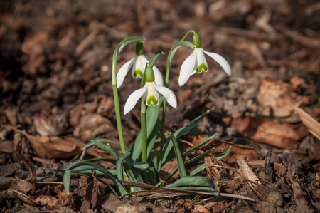 closeup of  Snowdrops in a garden の写真素材