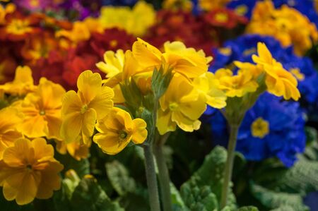 closeup of colorful Primroses at floristの写真素材