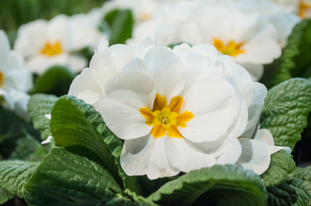 closeup of white Primroses at florist in the streetの写真素材