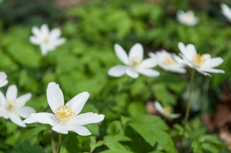 closeup of savage white anemones on the forestの写真素材
