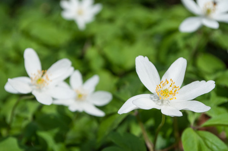 closeup of savage white anemones on the forest