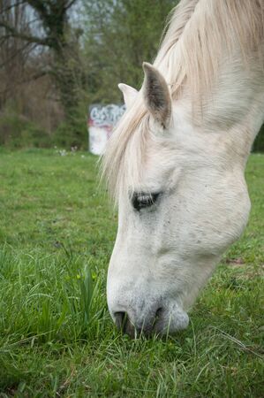 white Horse grazing grass in a fieldの写真素材