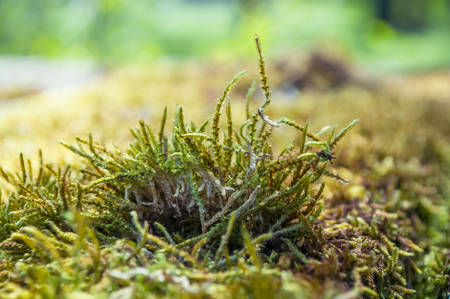 closeup of moss in the forestの写真素材