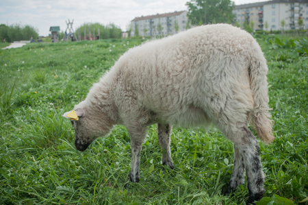 portrait of lamb in a meadow の写真素材
