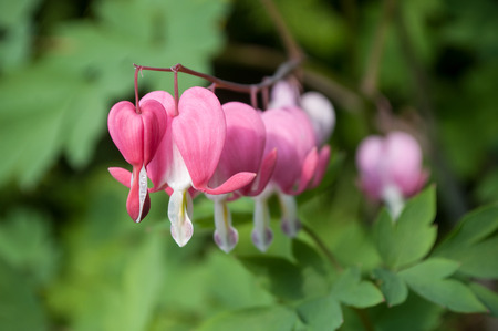 closeup of Dicentra spectabilis in a gardenの写真素材