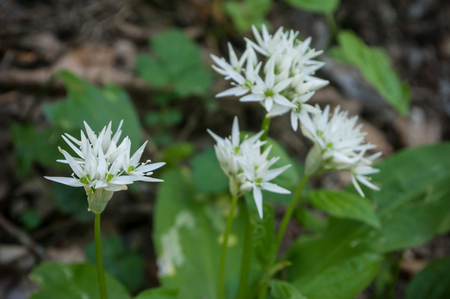 closeup of wild garlic flowers in the forest