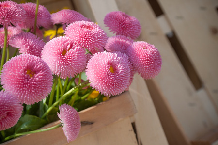 closeup of pink daisies in a basket - Bellis perennisの写真素材