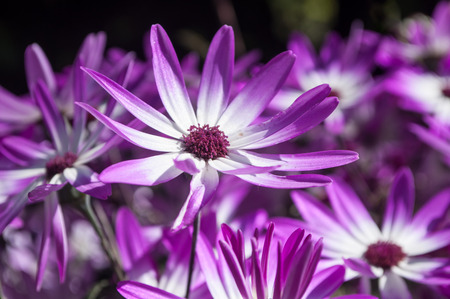 closeup of purple daisies in a gardenの写真素材