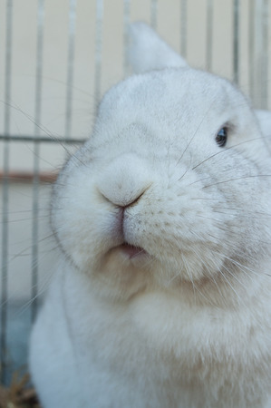 portrait of white rabbit in cageの写真素材