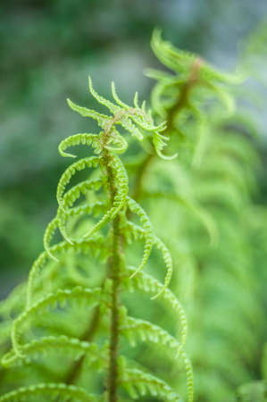 closeup of fern leaves in the forestの写真素材