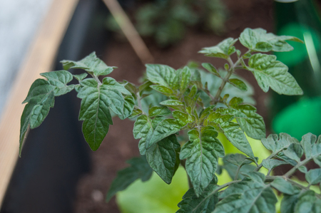 closeup of tomatoes leaves in a vegetable gardenの写真素材