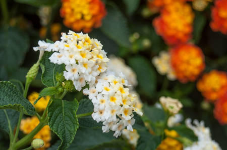 closeup of white and orange lantana flowers in a gardenの写真素材