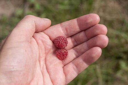 closeup of raspberries in hand