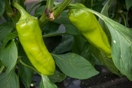 closeup of peppers in a green houseの写真素材