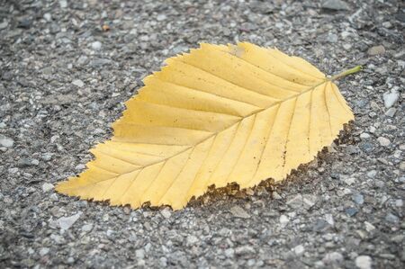 closeup of carpinus  betulus leaf in autumn on the roadの写真素材