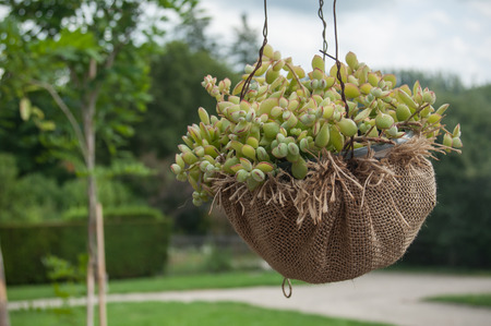 closeup of succulent plant suspended in the gardenの写真素材