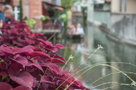 closeup of flowers in border channel in Colmarの写真素材