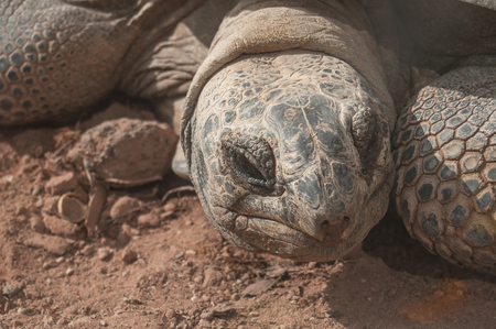 portrait of giant turtle walking in the landの写真素材
