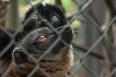 portrait of maki catta lemur in cageの写真素材