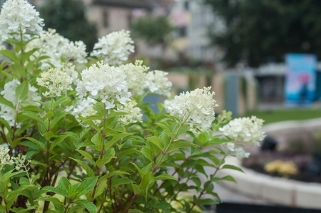closeup of white hortensia in a public gardenの写真素材