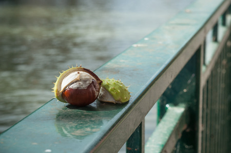 closeup of Aesculus hippocastanum seeds on metallic fence in border waterの写真素材
