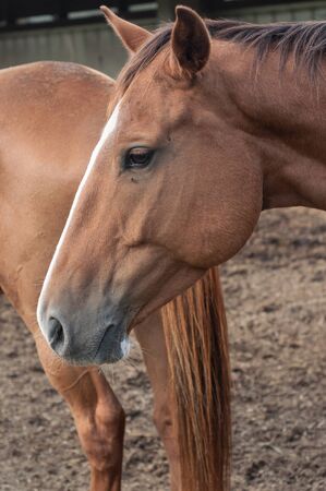 portrait of brown horse in a riding stableの写真素材
