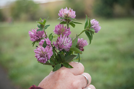 closeup  of purple Clover flower in hand of womanの写真素材