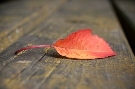 closeup of autumnal leaf on wooden table background の写真素材