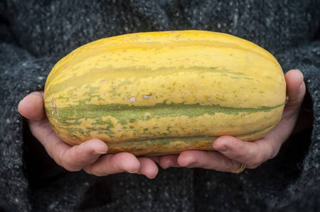 closeup of long yellow pumpkin in hand of womanの写真素材