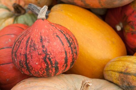 closeup of various  pumpkins for halloween