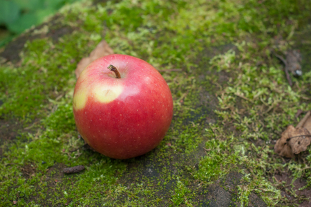 closeup of red apple on moss in the forestの写真素材