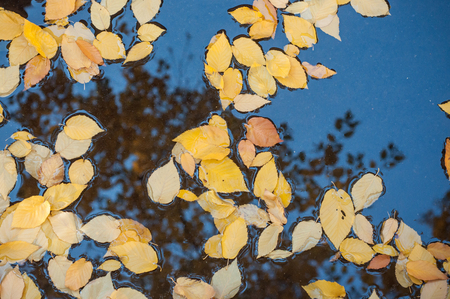 closeup of yellow leaves floating on the water