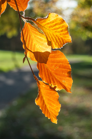 closeup of sunset light in autumnal leaves in urban park